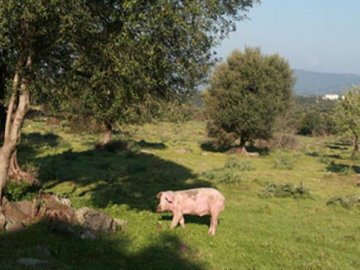 Agriturismo Sardinie - Dorgali - Boerderij Neule (14)